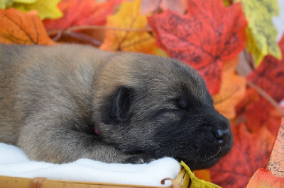 Les chiots de Eurasier