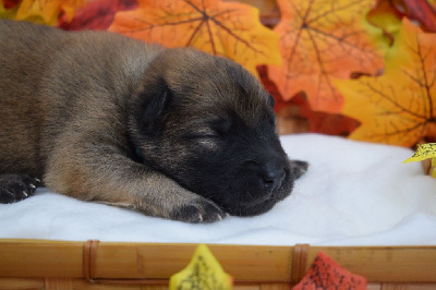 Les chiots de Eurasier