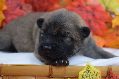 Les chiots de Eurasier