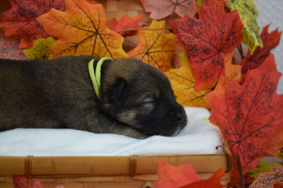 Les chiots de Eurasier