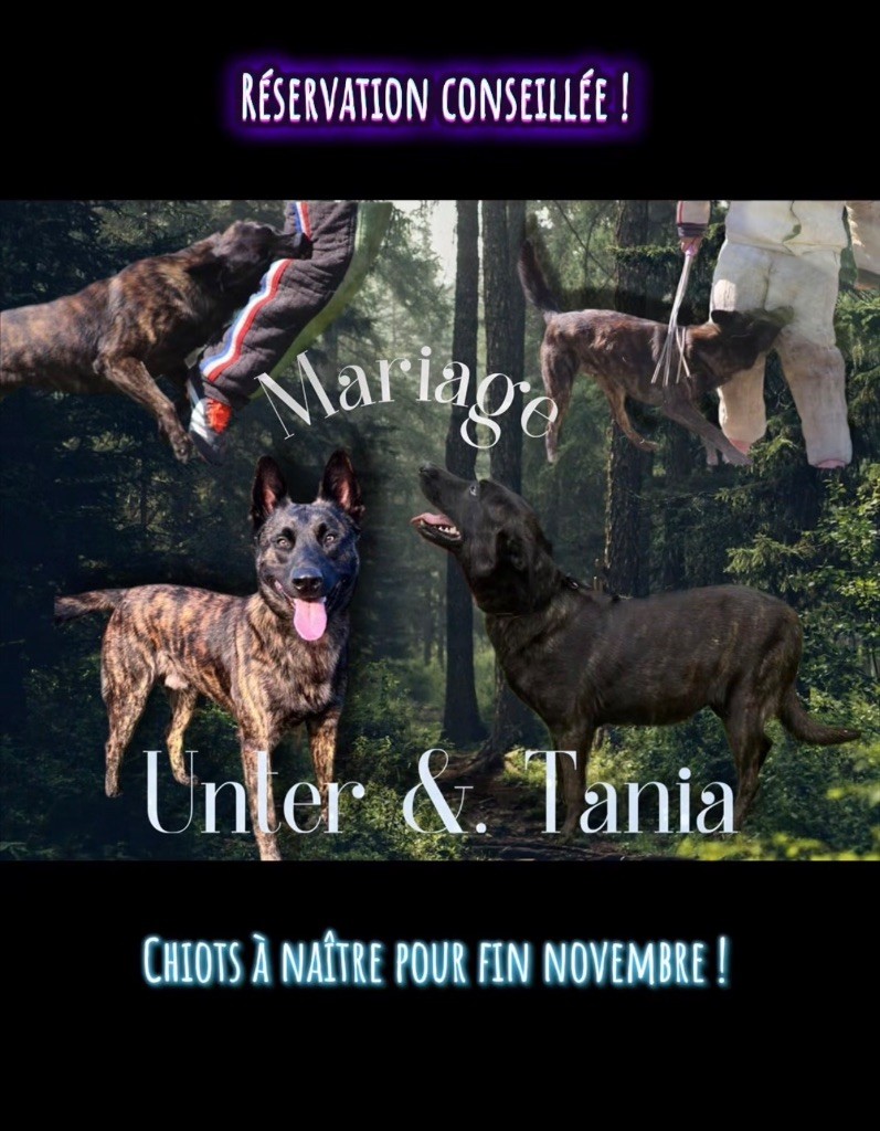 Berger hollandais - Du Domaine Des Crocs D'Argent