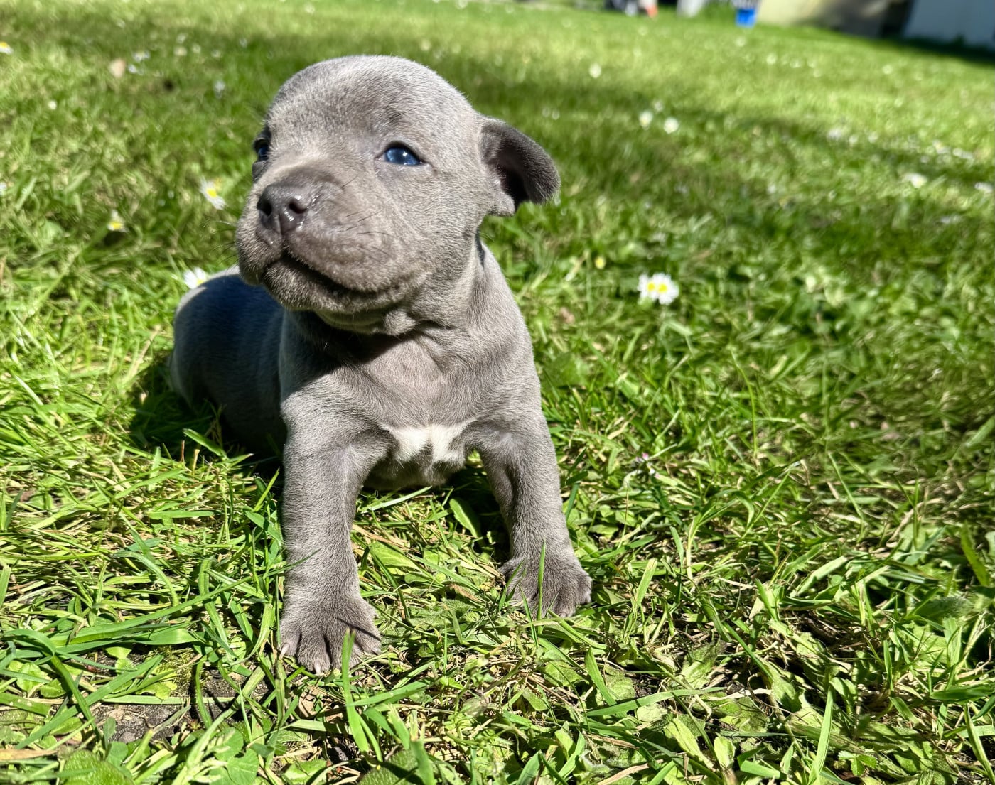 Mâle 1 - Staffordshire Bull Terrier