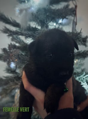 Les chiots de Berger hollandais