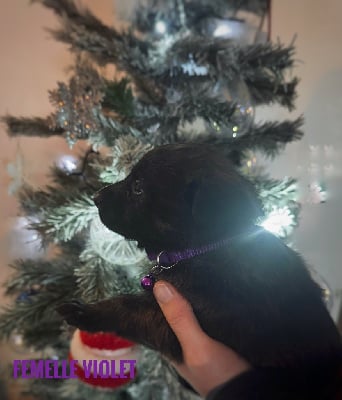 Les chiots de Berger hollandais