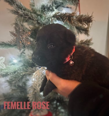 Les chiots de Berger hollandais