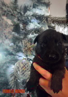 Les chiots de Berger hollandais