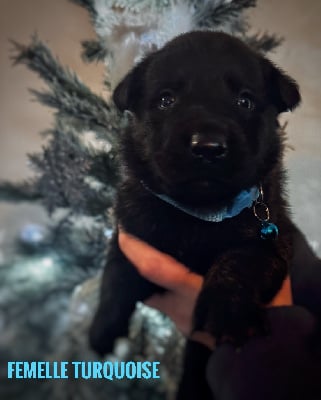 Les chiots de Berger hollandais