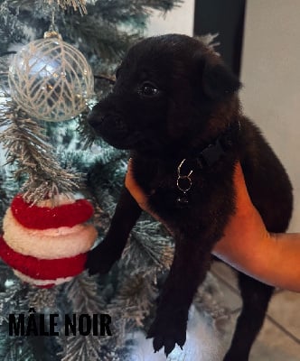 Les chiots de Berger hollandais