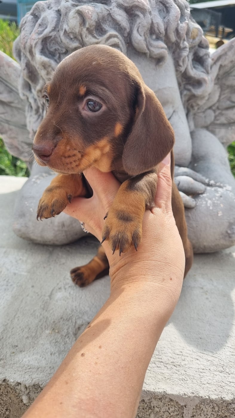 CHIOT 1 - Teckel poil ras