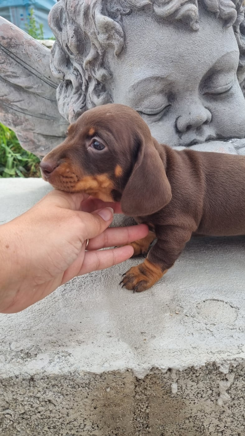 CHIOT 2 - Teckel poil ras
