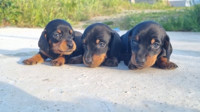 Les chiots de Teckel poil ras