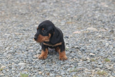 Les chiots de Teckel poil ras