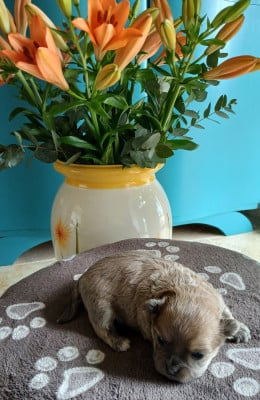 Les chiots de Chihuahua