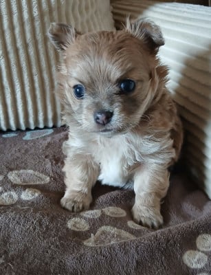 Les chiots de Chihuahua