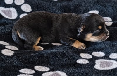 Les chiots de Chihuahua