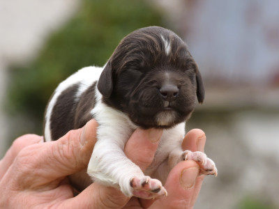 Les chiots de Petit Epagneul de Münster