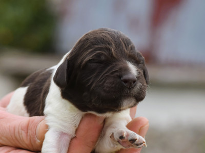 Les chiots de Petit Epagneul de Münster