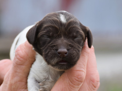 Les chiots de Petit Epagneul de Münster