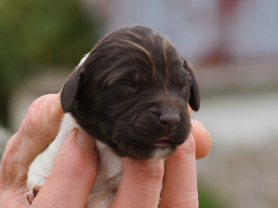 Les chiots de Petit Epagneul de Münster