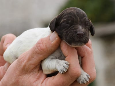 Les chiots de Petit Epagneul de Münster