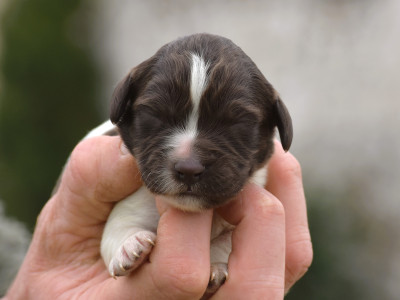 Les chiots de Petit Epagneul de Münster