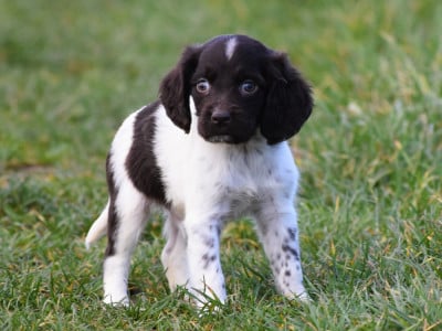 Les chiots de Petit Epagneul de Münster