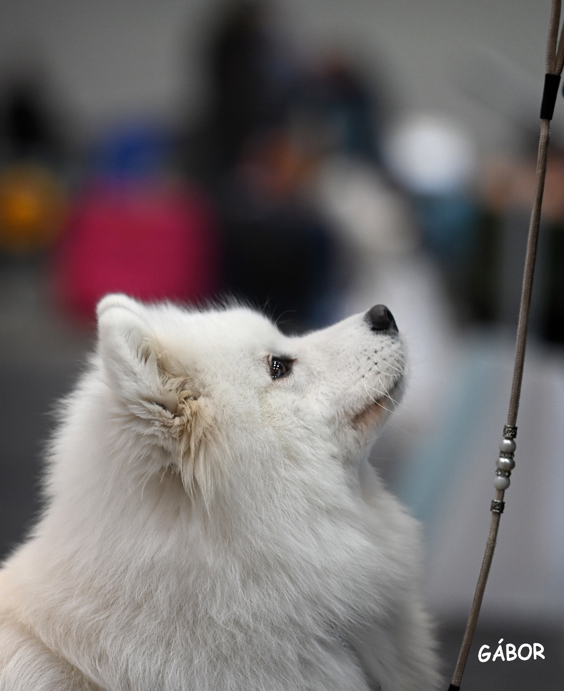 CH. Majestic Gold Unforgettable evidence