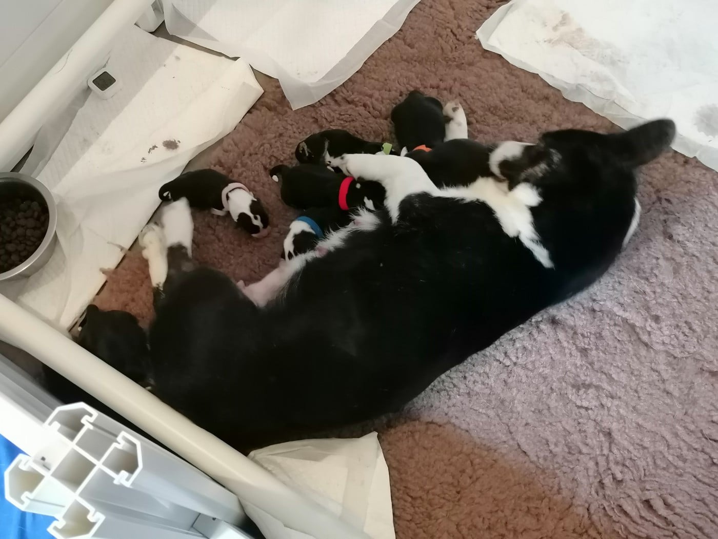 CHIOT 7 - Welsh Corgi Cardigan