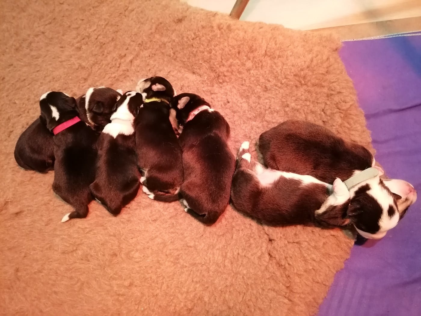 Welsh Corgi Cardigan - Des Minis Pattes Du Puits