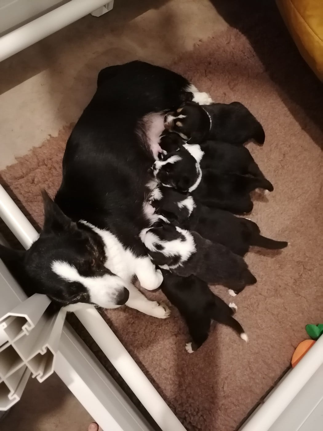 Welsh Corgi Cardigan - Des Minis Pattes Du Puits