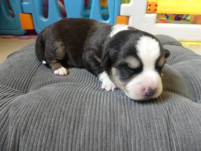 Les chiots de Welsh Corgi Cardigan