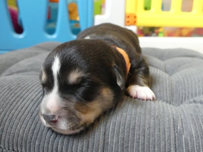 Les chiots de Welsh Corgi Cardigan