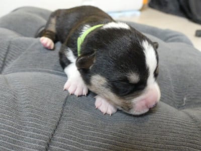 Les chiots de Welsh Corgi Cardigan