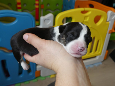 Les chiots de Welsh Corgi Cardigan