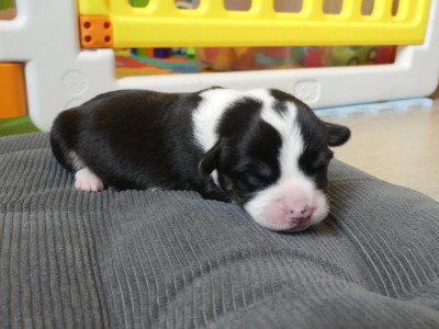 Les chiots de Welsh Corgi Cardigan