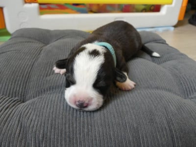 Les chiots de Welsh Corgi Cardigan