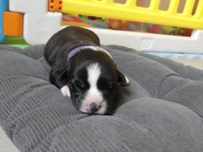 Les chiots de Welsh Corgi Cardigan