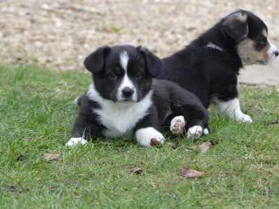 Les chiots de Welsh Corgi Cardigan