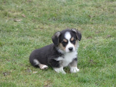 Les chiots de Welsh Corgi Cardigan