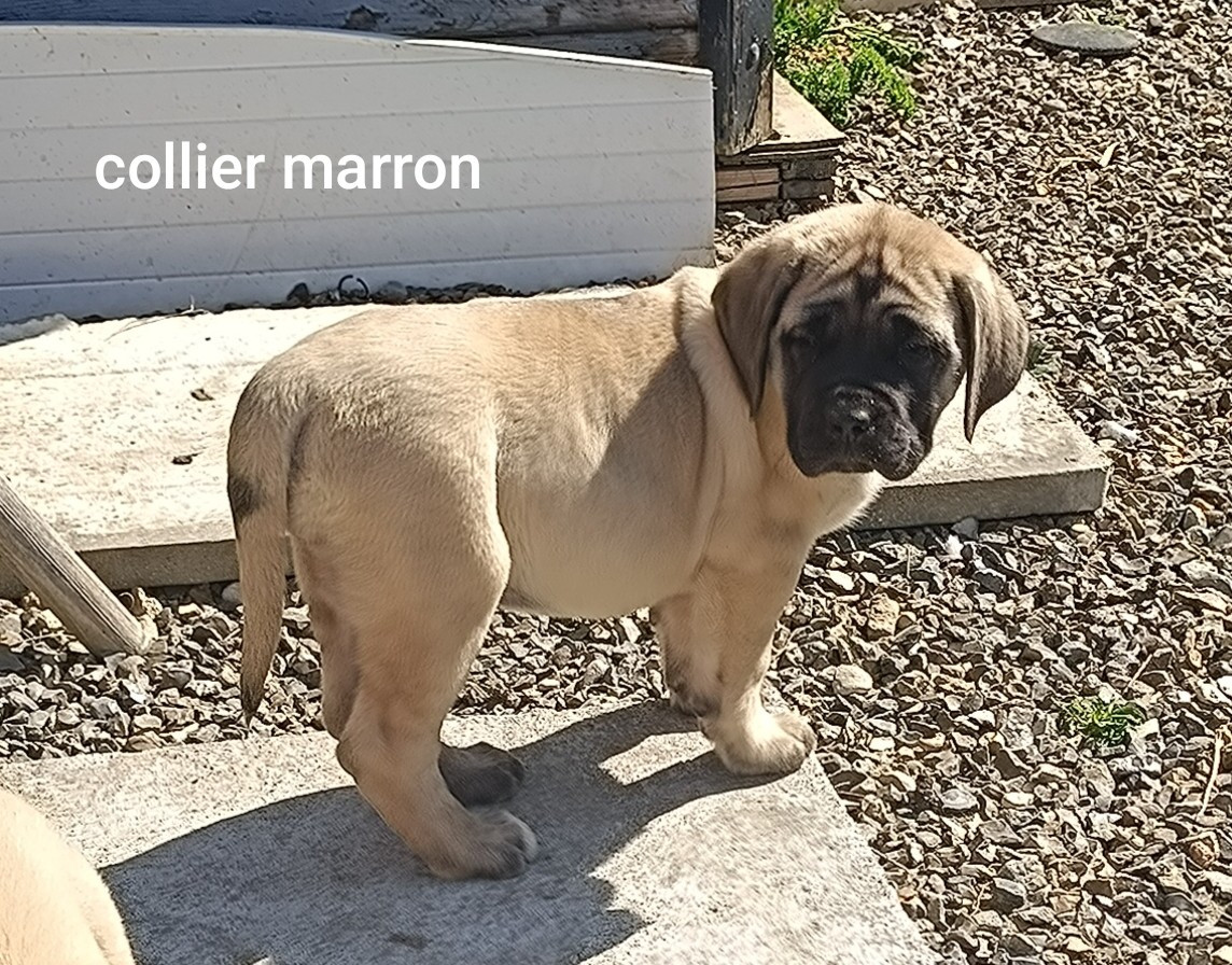 Chiot N°3 - Mastiff
