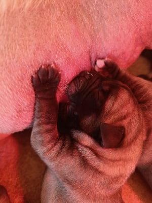 Les chiots de Mastiff