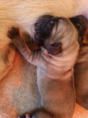 Les chiots de Mastiff