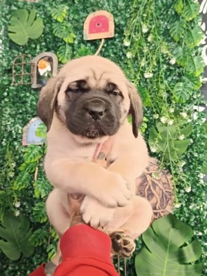 Les chiots de Mastiff