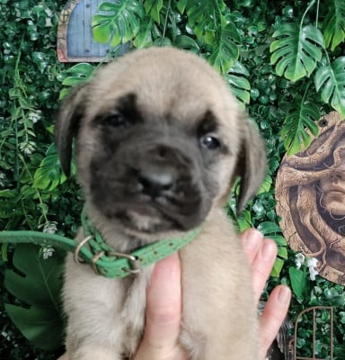 Les chiots de Mastiff