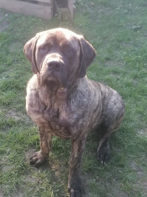 Chiot N°1 - Mastiff