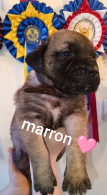 Les chiots de Mastiff