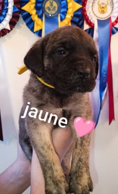 Les chiots de Mastiff