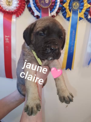 Les chiots de Mastiff