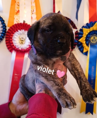 Les chiots de Mastiff