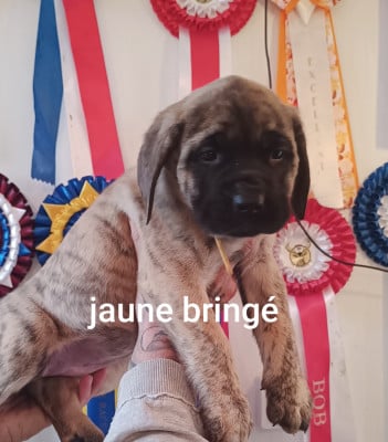 Les chiots de Mastiff